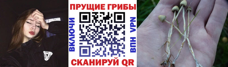 Псилоцибиновые грибы ЛСД  Купить закладки  Пласт 